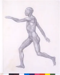 Die menschliche Figur, Seitenansicht, aus der Serie 